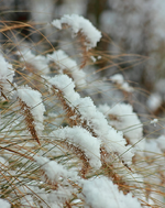 Schnee5_Lampenputzer2_900.webp