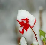 verschneite Rosenblüte_1280.webp