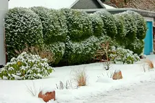 verschneiter Vorgarten_1280.webp
