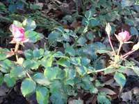 SAM_2558.webp