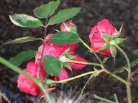 SAM_2563.webp