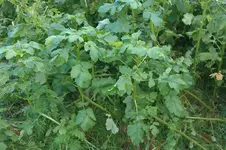 IMAG0564.webp