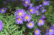 DSC_7349_Herbstastern.webp