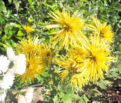 gelbe spinne.webp