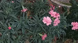 010.webp