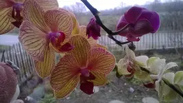 WP_20131208_009.webp