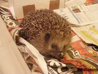 Igel 8,12,2013.webp