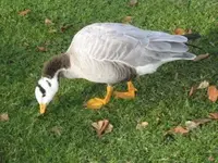 Bild 7093.webp