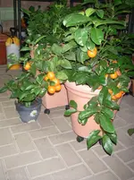 IMGP0088.webp