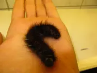 raupe0.webp