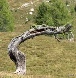 256.webp