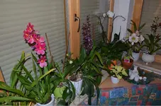DSC_0538.webp