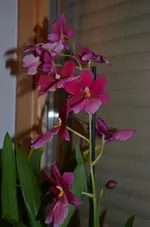 DSC_0537.webp