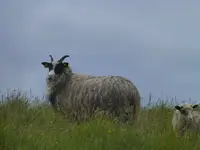 Tiere Norwegen 13.webp