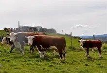Tiere Norwegen1.webp