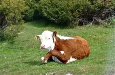 Tiere Norwegen2.webp