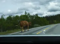 Tiere Norwegen4.webp