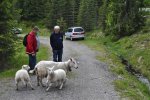 Tiere Norwegen6.jpg