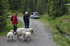 Tiere Norwegen6.webp
