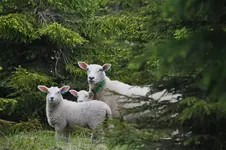Tiere Norwegen7.webp