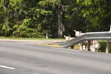 Tiere Norwegen8.webp
