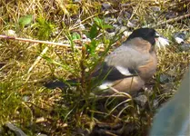 Tiere Norwegen9.webp