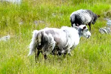 Tiere Norwegen14.webp