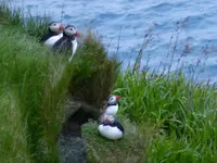 Tiere Norwegen17.webp