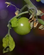 DSC_7551_Tomate_Dezember.webp