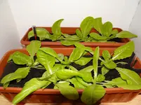 Salat.webp