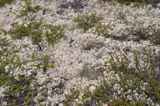 Steine7.webp