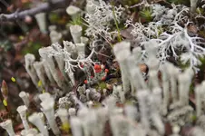 Steine11.webp