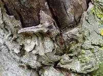 Holz.webp