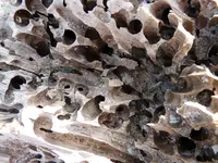 Holz4.webp