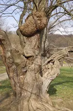 Holz8.webp