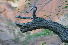 Holz9.webp