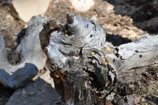 Holz11.webp