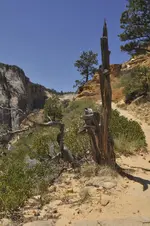 Holz12.webp