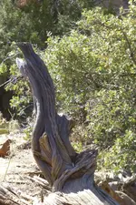 Holz13.webp