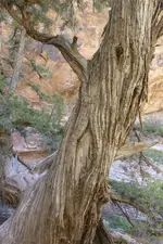Holz15.webp