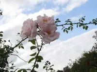 Bild 483.webp