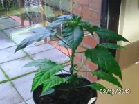 Leutschauer Paprika.webp