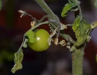 DSC_7559_Tomate_Frucht_2013-12-10.webp