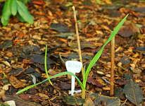 Allium Drummer treibt_640.webp