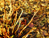 eine Hortensie treibt_640.webp