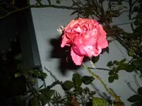 P1100880.webp