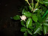 P1100864.webp