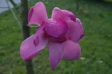 DSC06519.webp