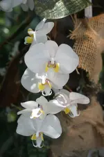 DSC06655.webp