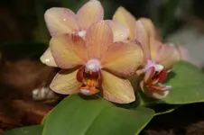 DSC06668.webp